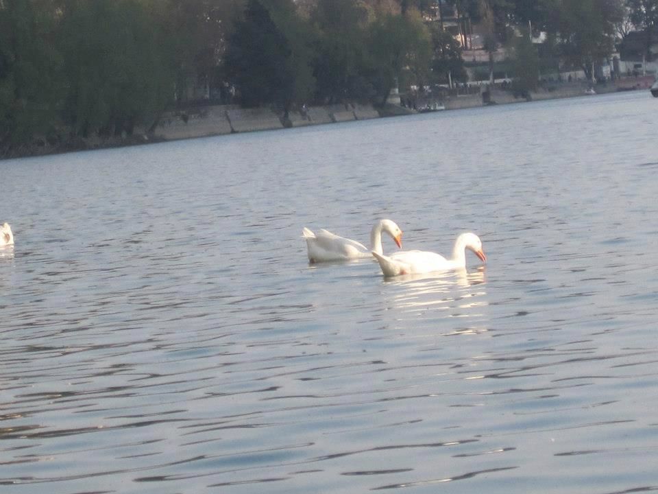 Photo of Nainital: A Mountain Story 3/4 by Shailika Sinha