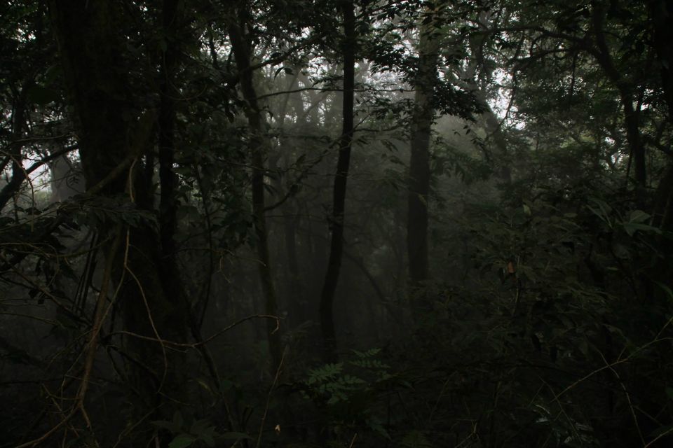 Photo of Journey To The Heaven Of Dooars ! by Sanky Cse