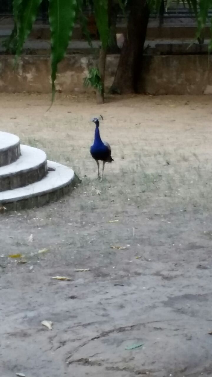 Photo of Animal and bird sanctuary by Udit Gulati (Mysterious Traveller)