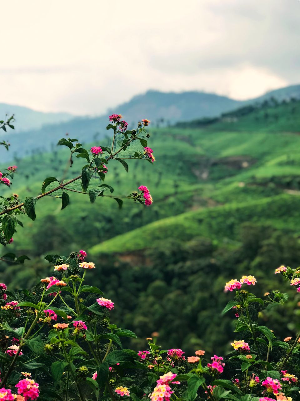 Photo of Mattupetty Dam, Munnar - Top Station Highway, Mattupetty, Kerala, India by Vacay Couple