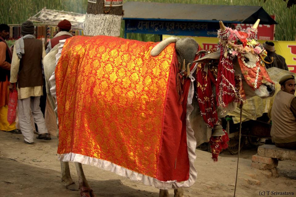 Photo of Mahakumbh 2013 35/76 by Trishant Srivastava