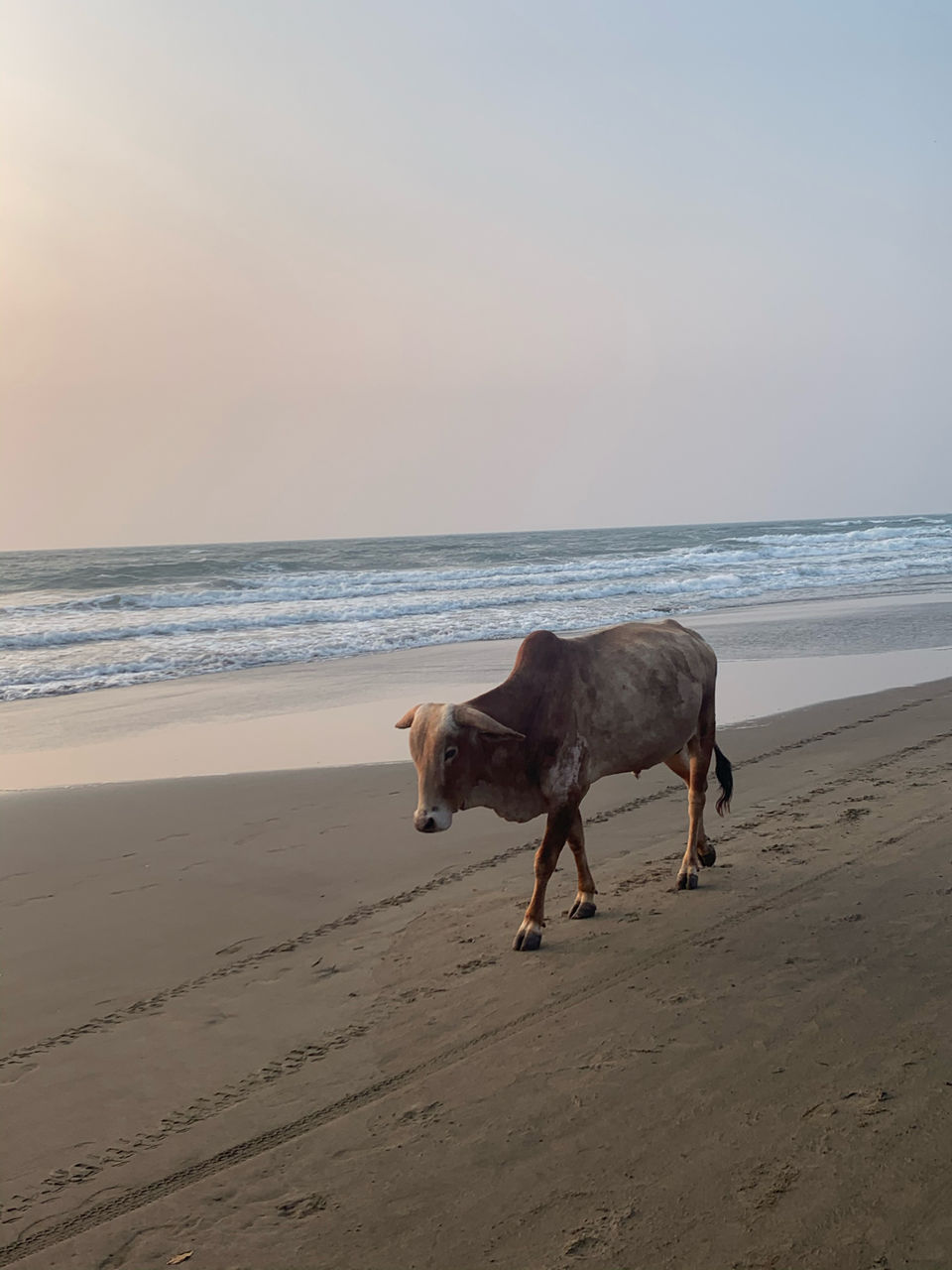 Photo of Go Goa by Arvind Radhakrishnan