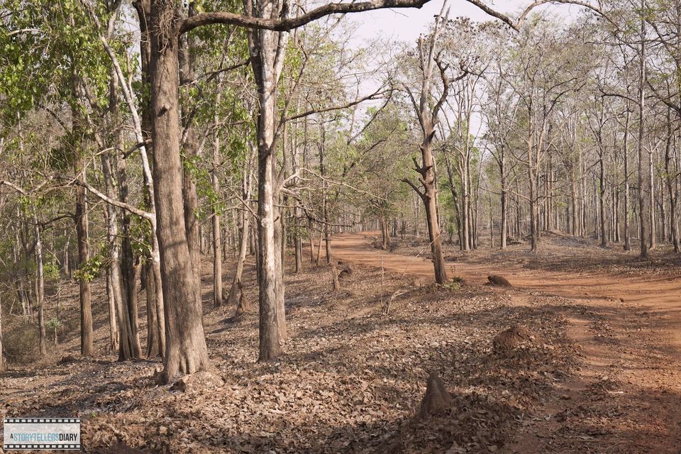 Photo of Dandeli : A Jungle visit 1/16 by yogesh pilankar