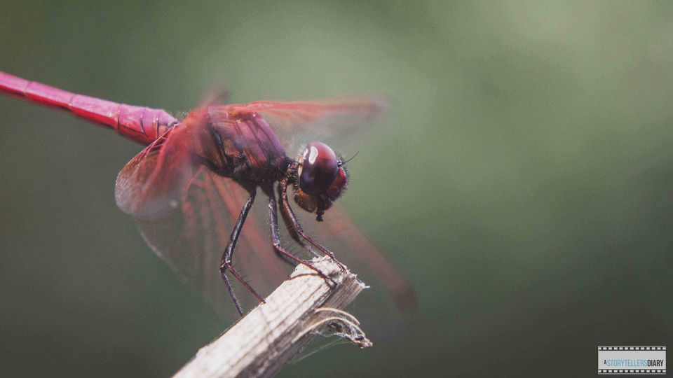 Photo of Dandeli : A Jungle visit 3/16 by yogesh pilankar