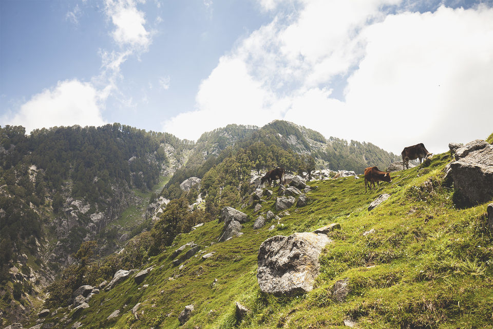 Photo of Mcleodganj Days - A Travelogue by yogesh pilankar