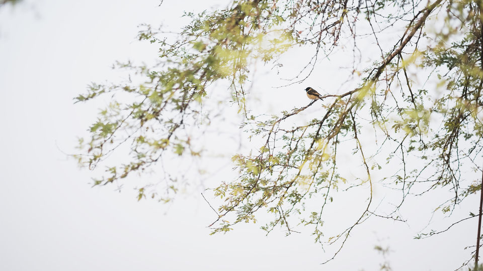 Photo of A diary of cute wildlife – velavedar bike ride 3/7 by yogesh pilankar