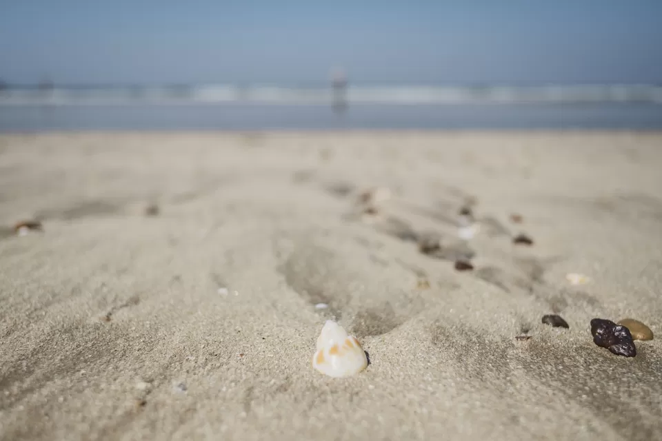 Photo of Konkan beach marine life and fun by yogesh pilankar