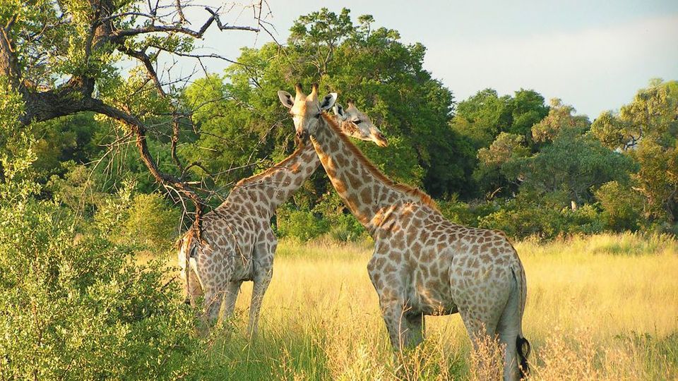 Photo of Wildlife Safari: Botswana 8/8 by Amanda