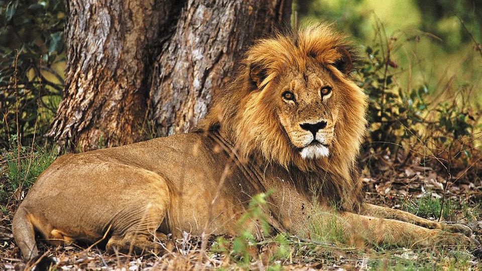Photos of Lion at Khwai River Lodge 1/8 by Amanda