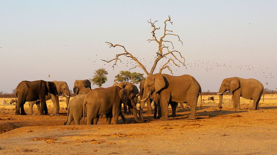 Photo of Wildlife Safari: Botswana 6/8 by Amanda