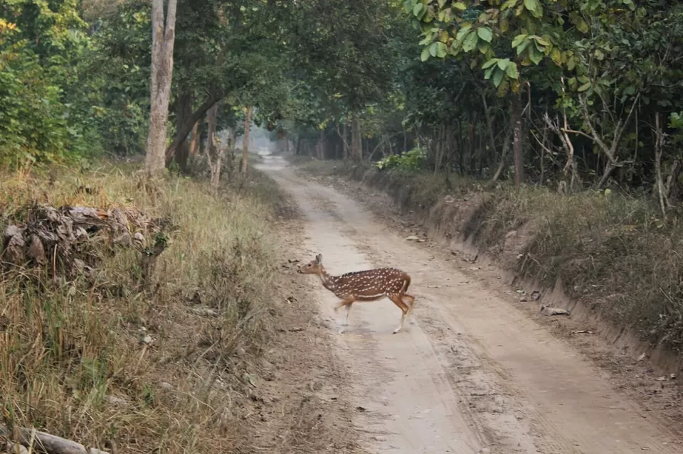 Photo of Jim Corbett National Park, Ramnagar, Uttarakhand, India by Manmeet Kaur