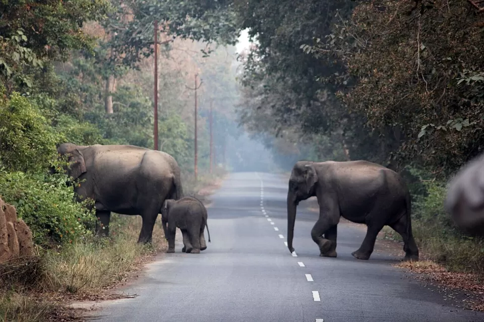 Photo of Jim Corbett National Park, Ramnagar, Uttarakhand, India by Manmeet Kaur