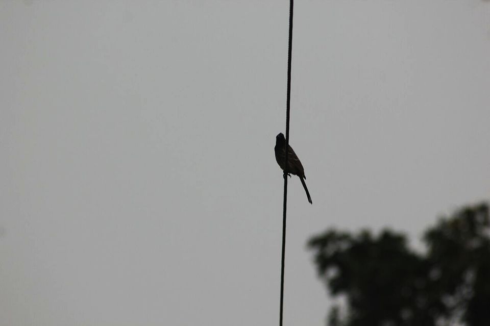 Photo of Jim Corbett National Park, Ramnagar, Uttarakhand, India by Manmeet Kaur