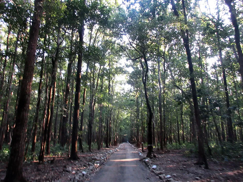 Photo of Sitabani Wildlife Reserve, Amgarhi, Uttarakhand, India by Manmeet Kaur