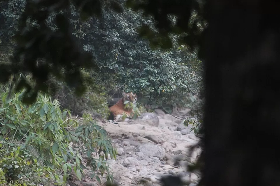 Photo of Jim Corbett National Park, Ramnagar, Uttarakhand, India by Manmeet Kaur