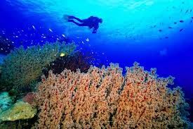 Photo of Tubbataha Reefs Natural Park, Puerto Princesa, MIMAROPA, Philippines by Claire Marie Algarme