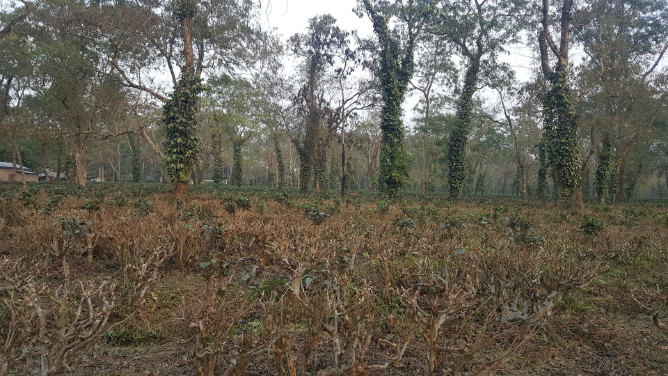 Photo of Kaziranga National Park, Assam, India by Simi_Travelrecipe