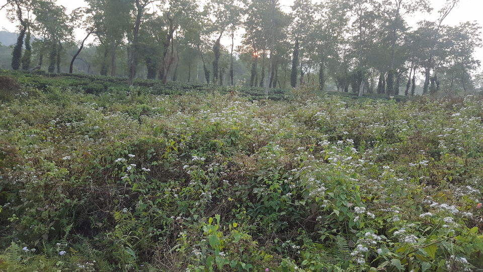 Photo of Kaziranga National Park, Assam, India by Simi_Travelrecipe