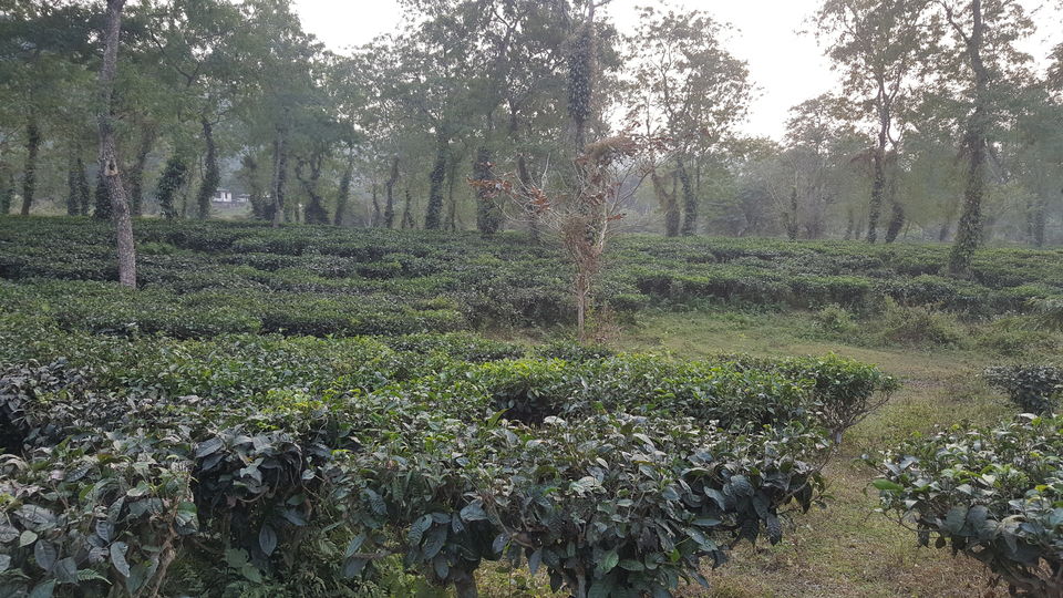 Photo of Kaziranga National Park, Assam, India by Simi_Travelrecipe