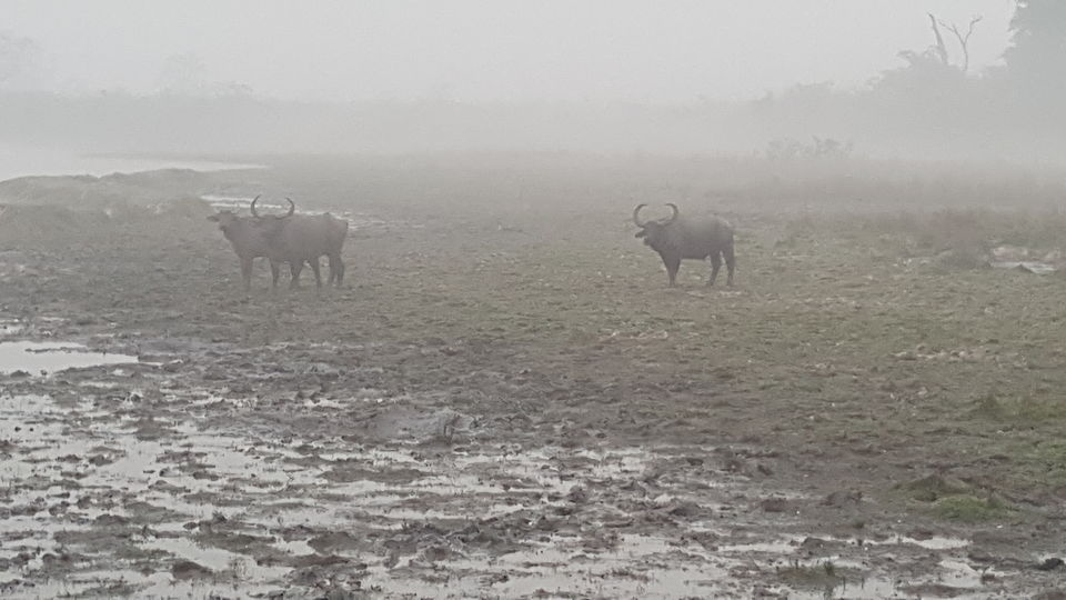 Photo of Kaziranga National Park, Kanchanjuri, Assam, India by Simi_Travelrecipe
