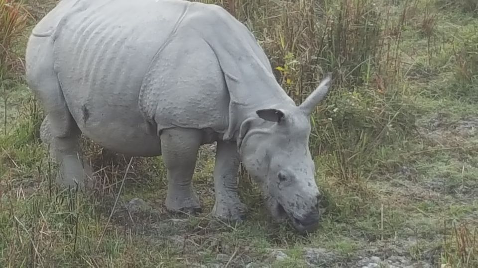 Photo of Kaziranga National Park, Kanchanjuri, Assam, India by Simi_Travelrecipe