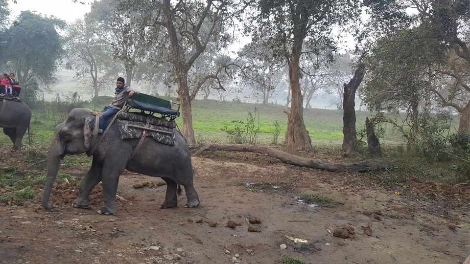 Photo of Kaziranga National Park, Kanchanjuri, Assam, India by Simi_Travelrecipe