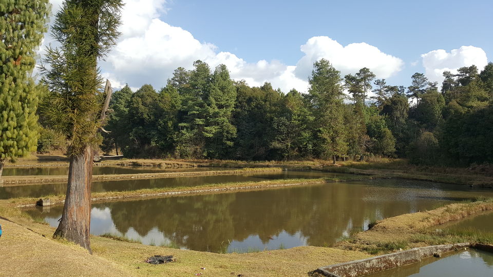 Photo of Ziro by Simi_Travelrecipe