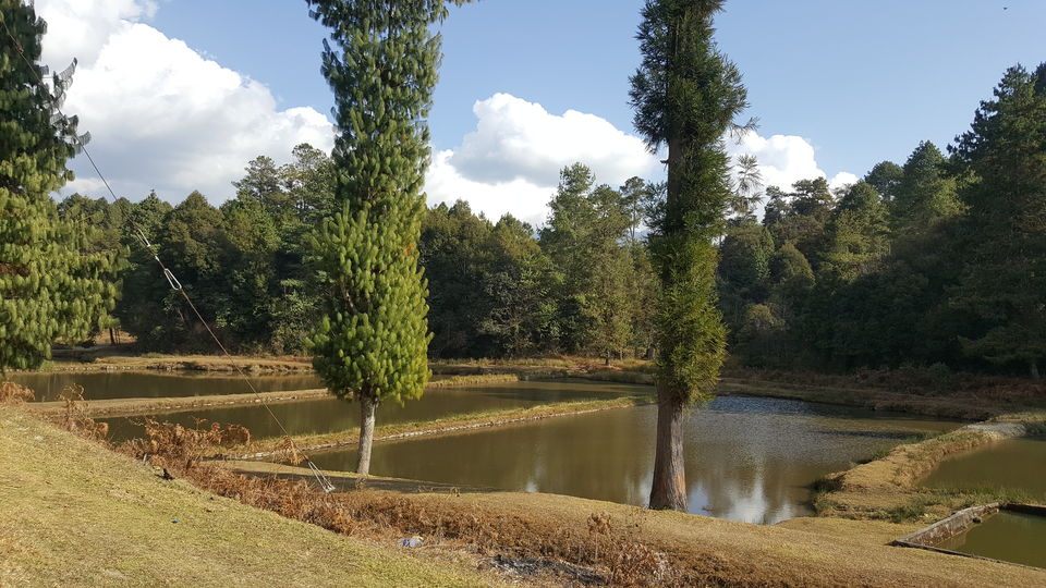 Photo of Ziro by Simi_Travelrecipe