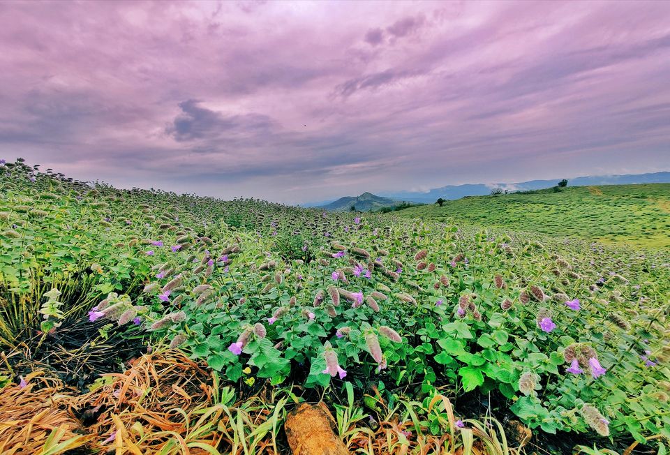 Photo of A much needed escape into the greens - Coorg by Lipsa Mohanty