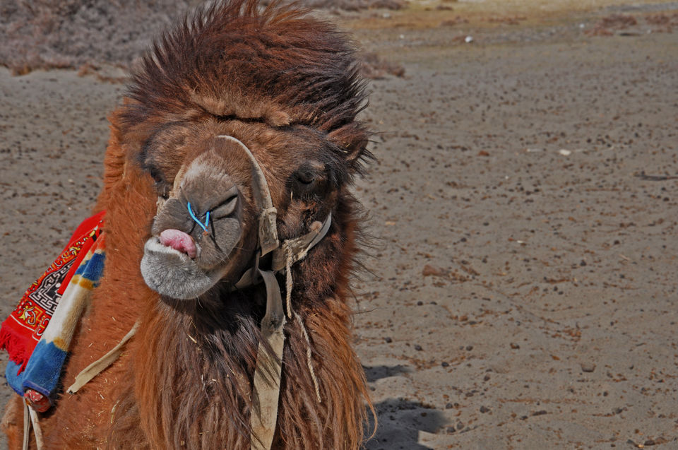 Photo of My escapades in Ladakh 29/46 by Tushar Mahajan
