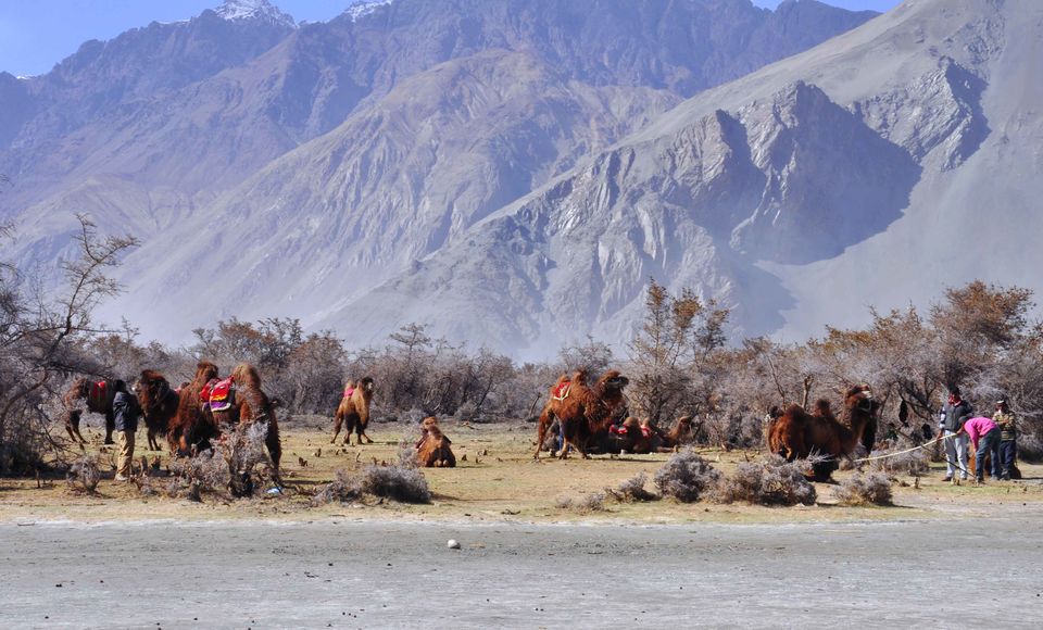 Photo of My escapades in Ladakh 30/46 by Tushar Mahajan