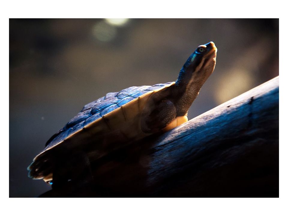 Photo of Australia - My adventure in the the land down under 1/33 by Tushar Mahajan