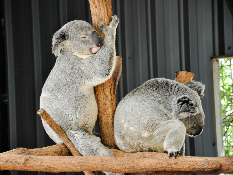 Photo of Australia - My adventure in the the land down under 3/33 by Tushar Mahajan