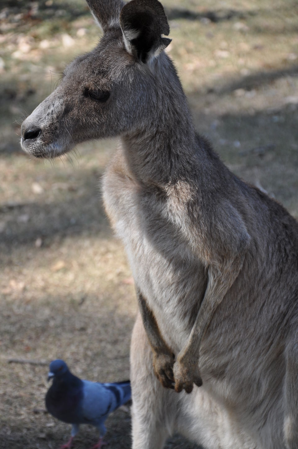 Photo of Australia - My adventure in the the land down under 33/33 by Tushar Mahajan