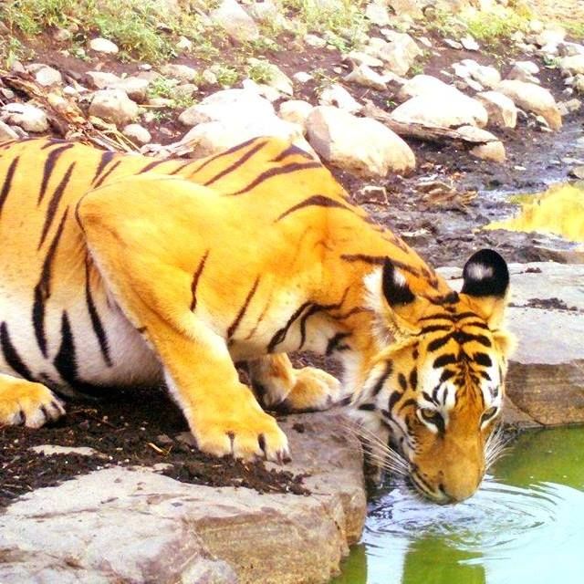 Photo of Meet the Tribals of Melghat - Where Tiger is not a beast but your Maternal Uncle 2/2 by Mumpy Das