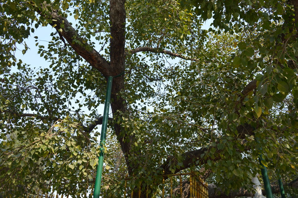 Photo of The Serene Sarnath by Aabdika Sharma