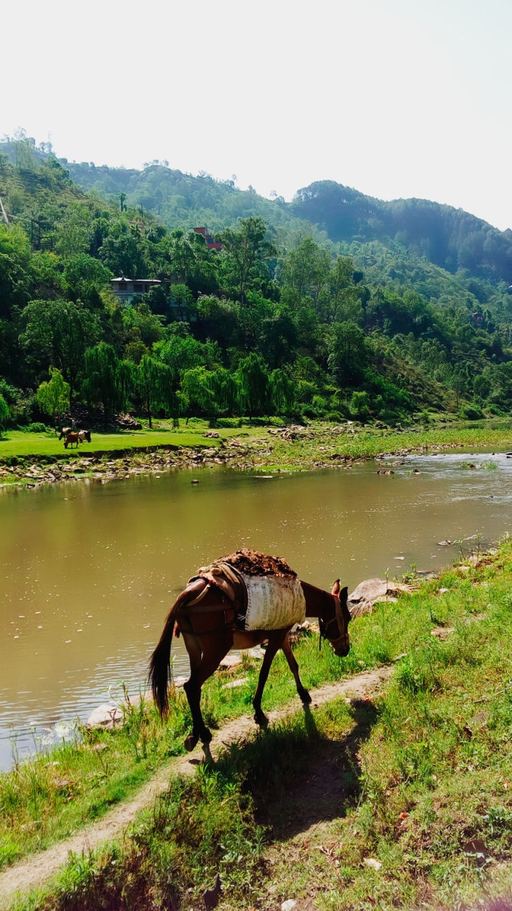 Photo of Where the hills stole my heart- Nahan, Mussoorie, Mandi and Rewalsar by Aabdika Sharma