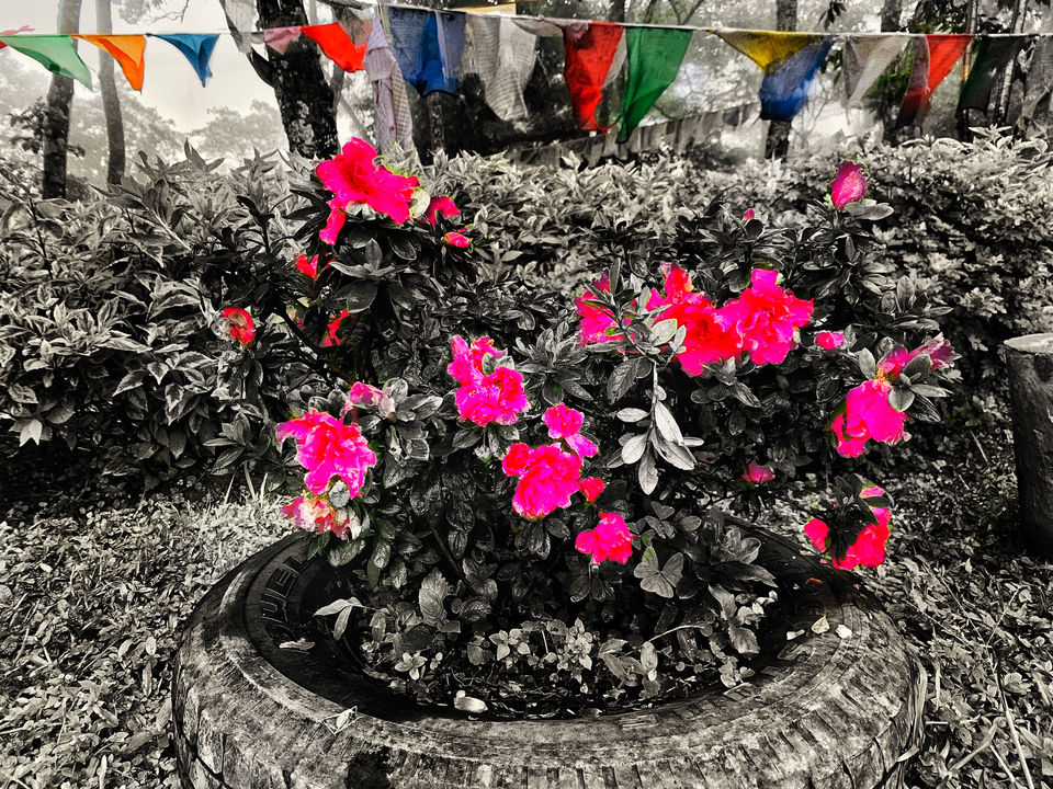 Photo of Namchi The Town Of Flowers by Saurav Pradhan