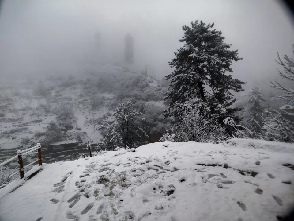 Photo of Tosh by Divansh Sachdeva