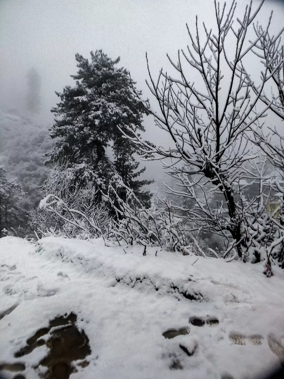 Photo of Tosh by Divansh Sachdeva