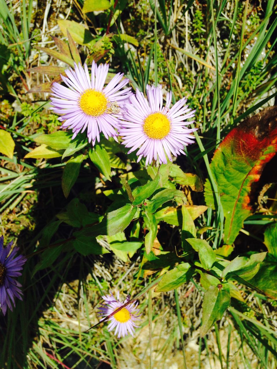 Photo of Walking through my favourite Enid Blyton novel: The Valley of flowers 4/17 by The Travel Shrink