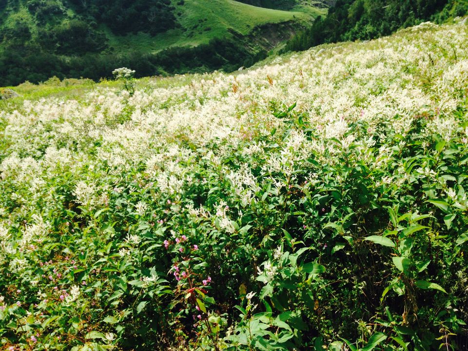 Photo of Walking through my favourite Enid Blyton novel: The Valley of flowers 5/17 by The Travel Shrink