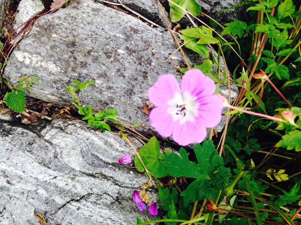 Photo of Walking through my favourite Enid Blyton novel: The Valley of flowers 6/17 by The Travel Shrink