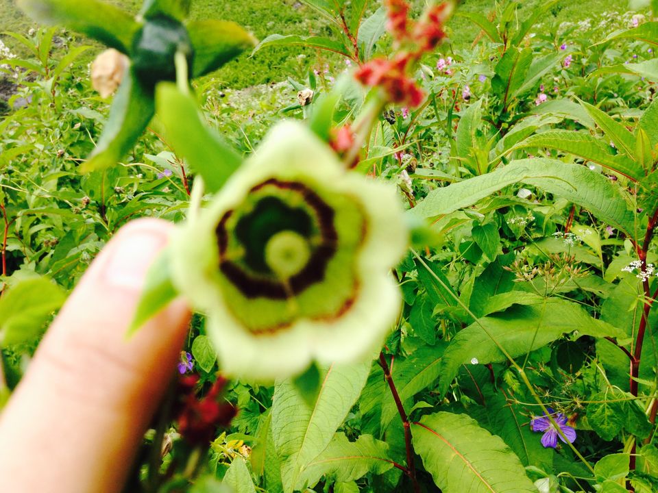 Photo of Walking through my favourite Enid Blyton novel: The Valley of flowers 7/17 by The Travel Shrink