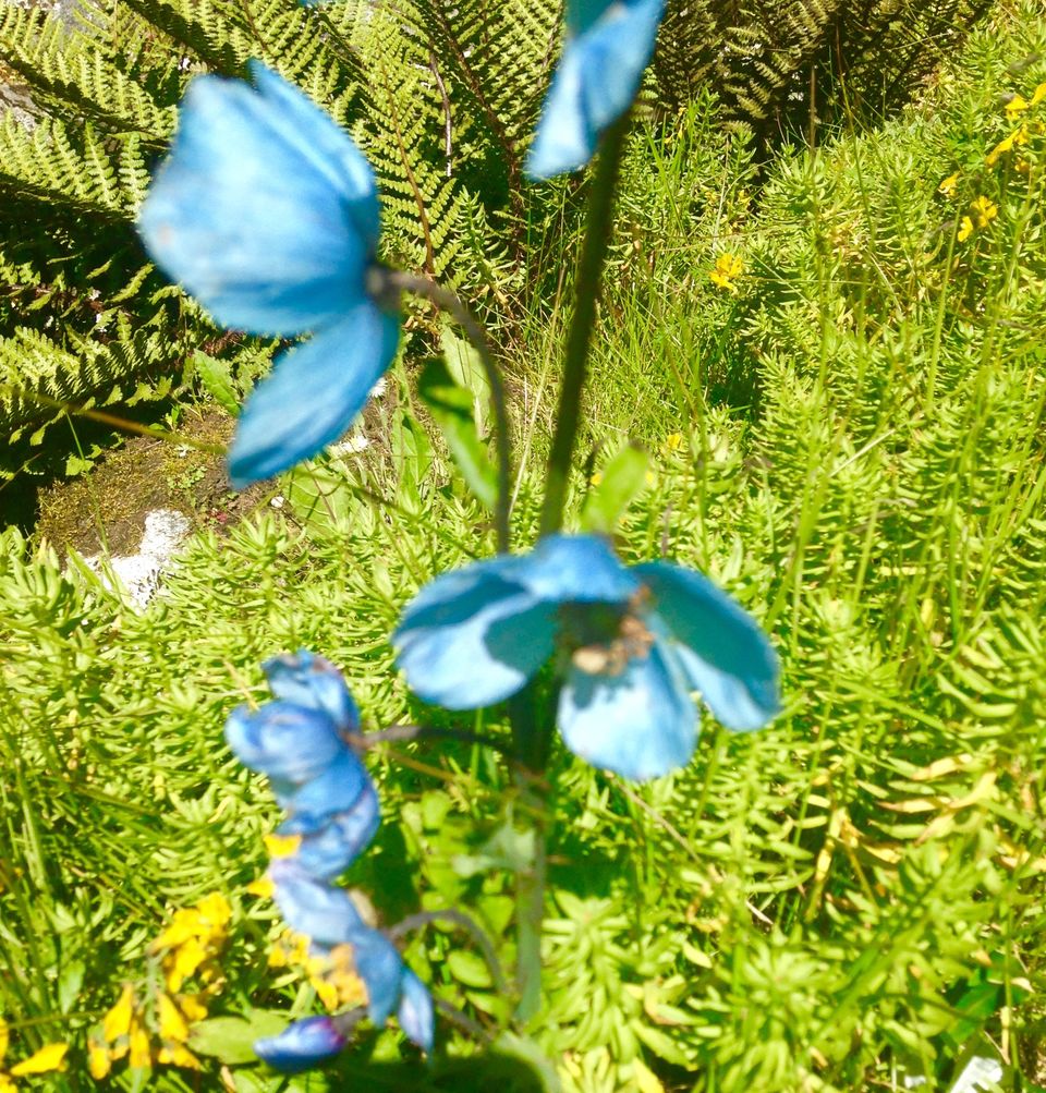Photo of Walking through my favourite Enid Blyton novel: The Valley of flowers 10/17 by The Travel Shrink