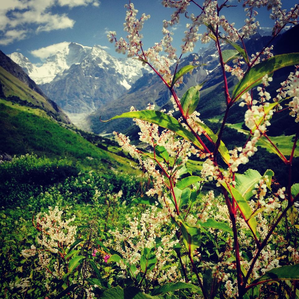 Photo of Walking through my favourite Enid Blyton novel: The Valley of flowers 14/17 by The Travel Shrink