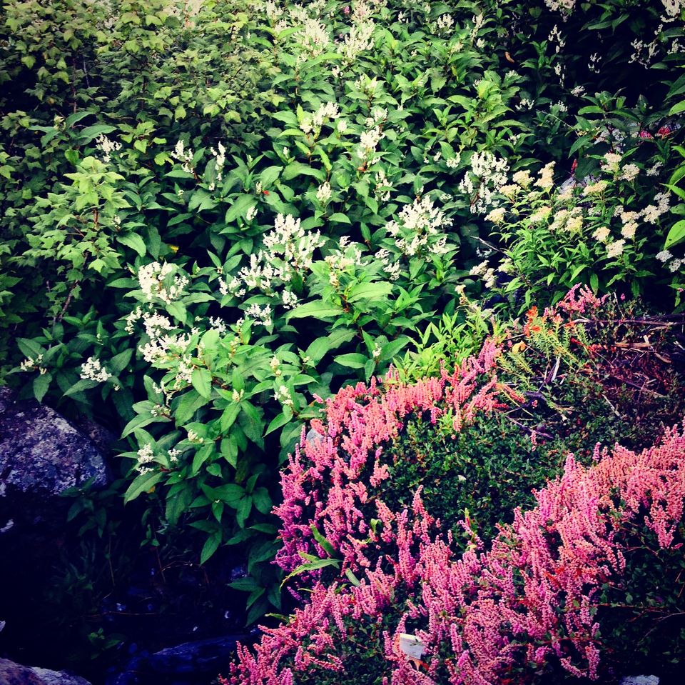 Photo of Walking through my favourite Enid Blyton novel: The Valley of flowers 15/17 by The Travel Shrink