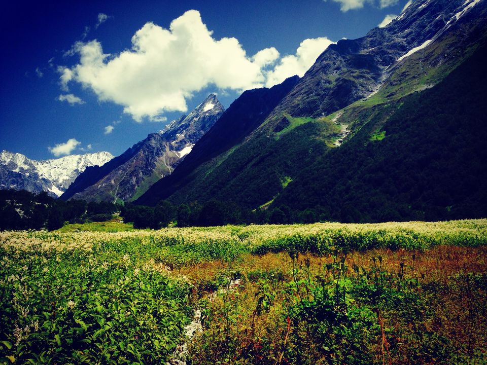 Photo of Walking through my favourite Enid Blyton novel: The Valley of flowers 16/17 by The Travel Shrink