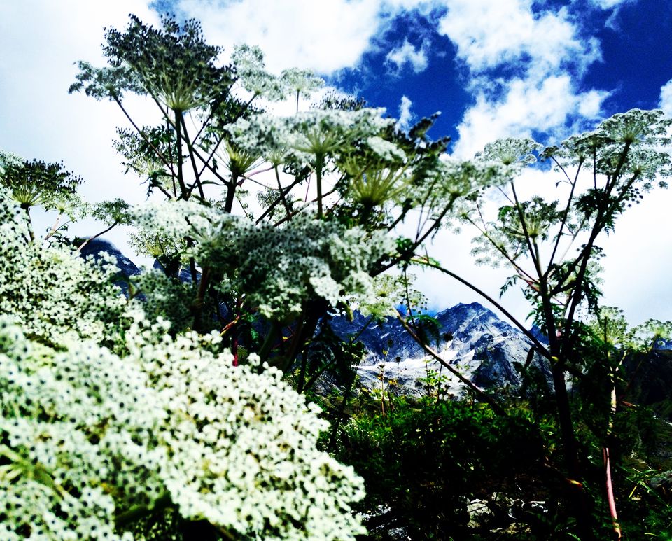 Photo of Walking through my favourite Enid Blyton novel: The Valley of flowers 17/17 by The Travel Shrink