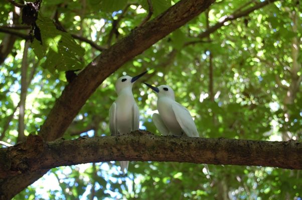Photo of Exploring the Wilder Side of Seychelles 8/13 by Rebecca